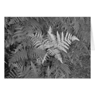 Ferns card