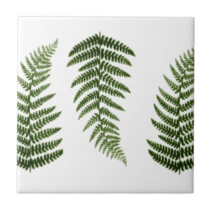 Ferns Ceramic Tile