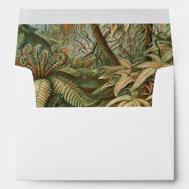 Ferns, Filicinae Laubfarne by Ernst Haeckel Envelope (Back (Bottom))