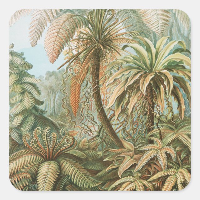 Ferns, Filicinae Laubfarne by Ernst Haeckel Square Sticker (Front)