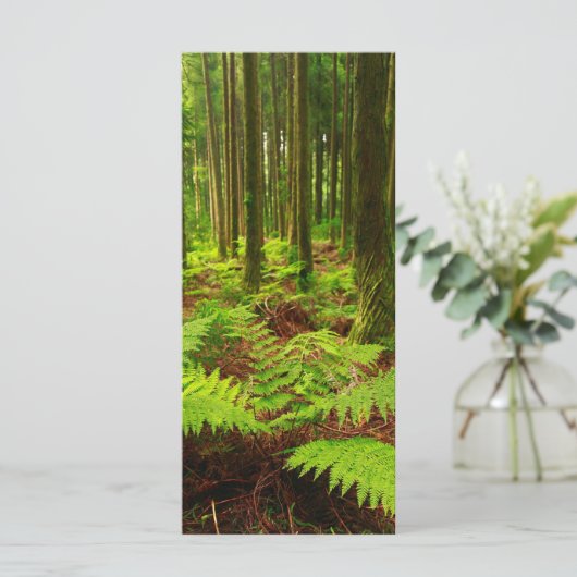 Ferns in the forest (Standing Front)