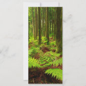 Ferns in the forest (Front)