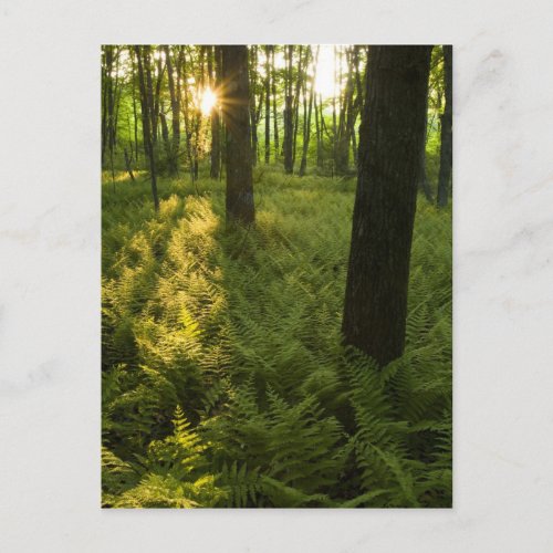 Ferns in the forest in Grafton Massachusetts Postcard