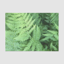 Ferns in the forest