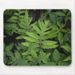Ferns Mouse Pad at Zazzle