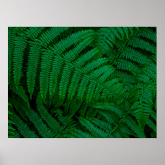 Ferns of Pico Island Poster