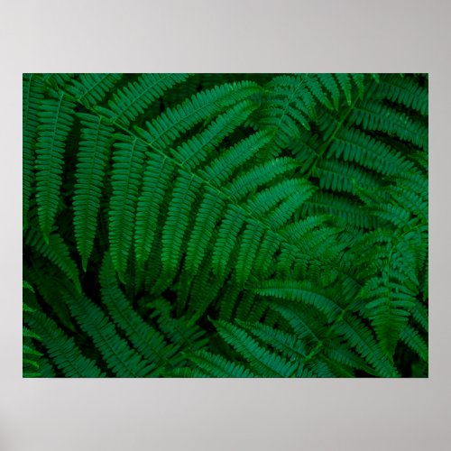 Ferns of Pico Island Poster