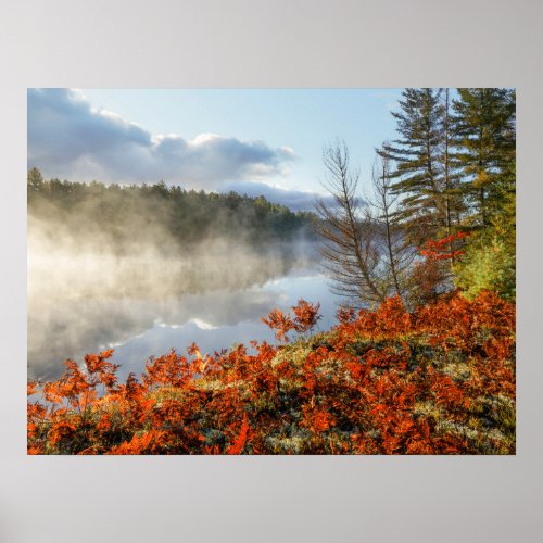 Ferns on Shoreline  Paradise Michigan Poster