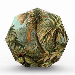 Ferns Palm Tree Antique Botanical Ferns Art Award