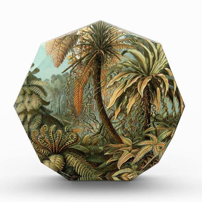 Ferns Palm Tree Antique Botanical Ferns Art Award (Front)