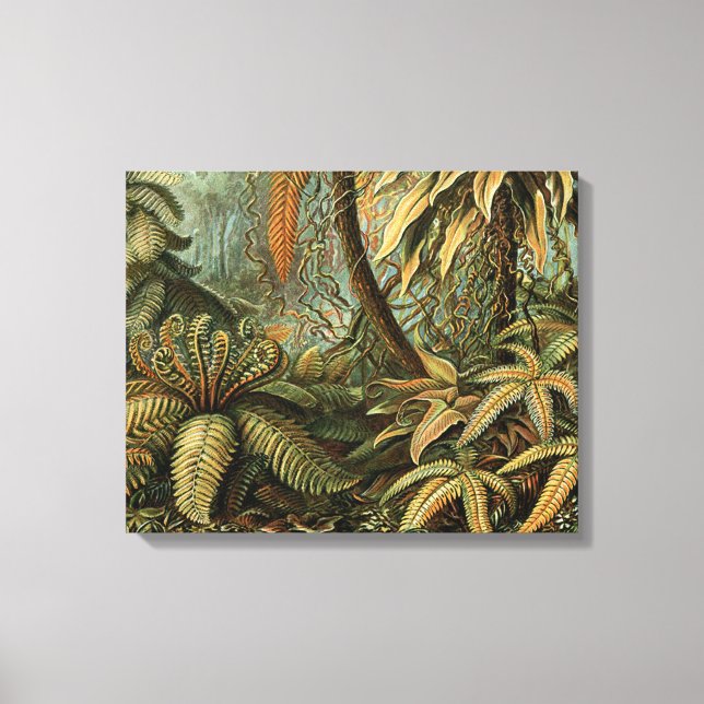 Ferns Palm Tree Antique Botanical Ferns Art Canvas Print (Front)