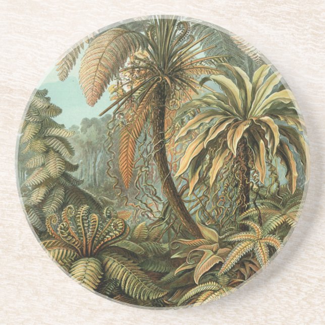 Ferns Palm Tree Antique Botanical Ferns Art Drink Coaster (Front)