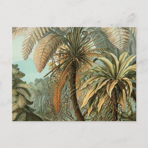 Ferns Palm Tree Antique Botanical Ferns Art Postcard