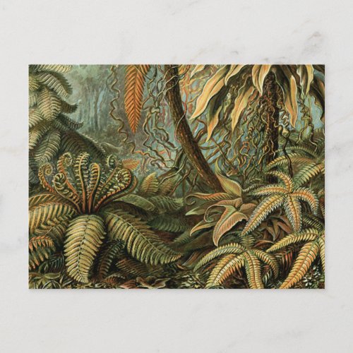 Ferns Palm Tree Antique Botanical Ferns Art Postcard