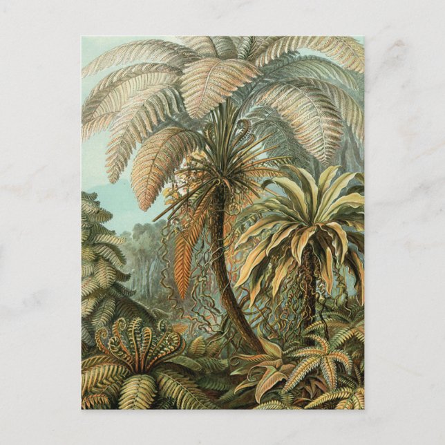 Ferns Palm Tree Antique Botanical Ferns Art Postcard (Front)