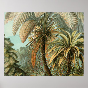 Ferns Palm Tree Antique Botanical Ferns Art Poster