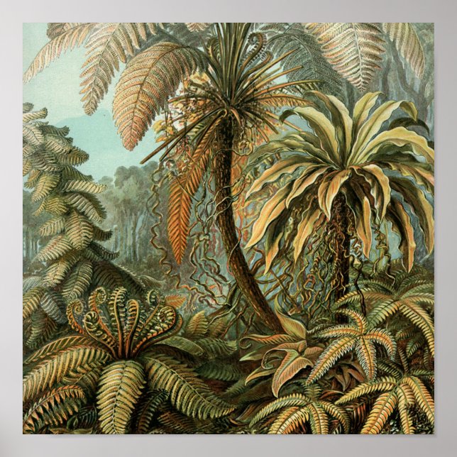Ferns Palm Tree Antique Botanical Ferns Art Poster (Front)