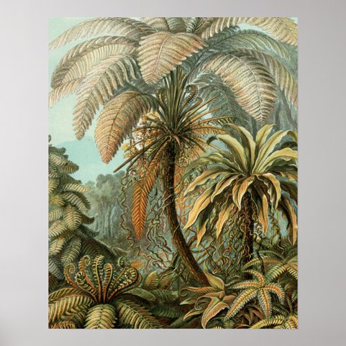 Ferns Palm Tree Antique Botanical Ferns Art Poster