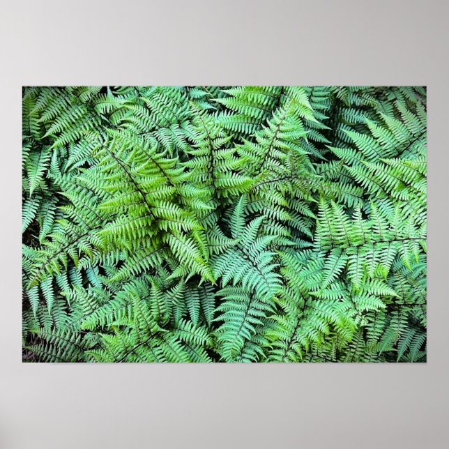 Ferns,  poster (Front)