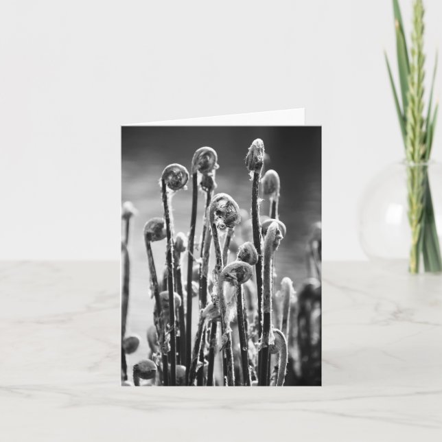 Ferns Unfurling Card (Front)