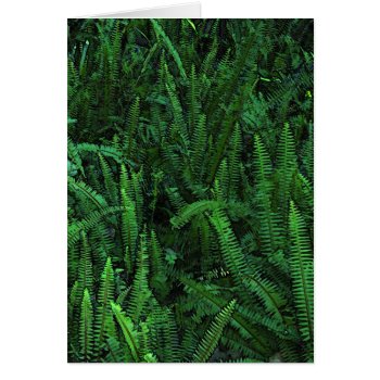 Ferns With Clover Blank Inside by shotwellphoto at Zazzle