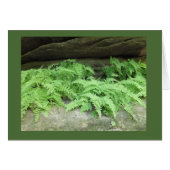 Ferny Ledge (Front Horizontal)