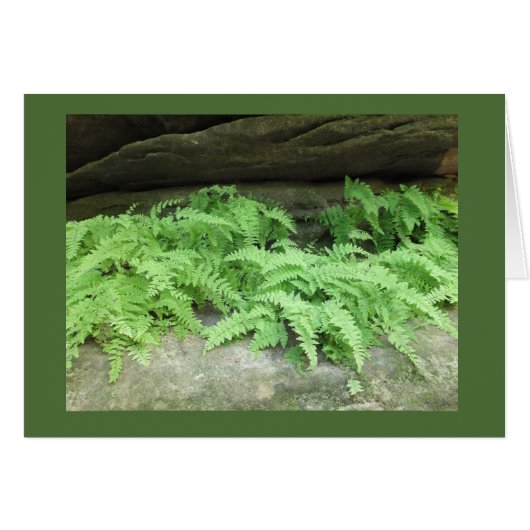 Ferny Ledge (Front Horizontal)