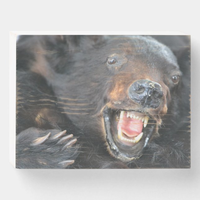 Ferocious Black Bear Wooden Box Sign (Front Horizontal)