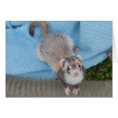 ferret (Front Horizontal)