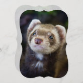 Ferret (Front/Back)