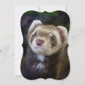 Ferret (Front)