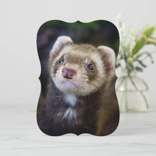 Ferret (Standing Front)