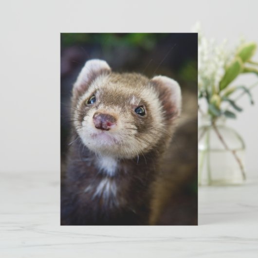 Ferret (Standing Front)