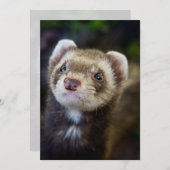 Ferret (Front/Back)