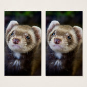 Ferret (Front & Back)