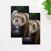 Ferret (Desk)
