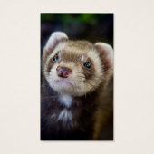Ferret (Back)