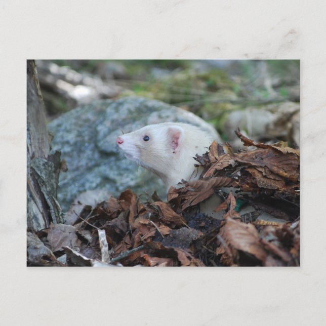 Ferret 2 postcard (Front)