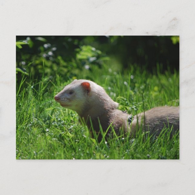 Ferret 5 postcard (Front)