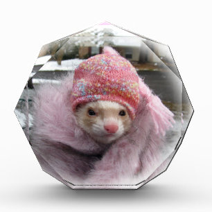 Ferret award, benefits rescue ferrets award