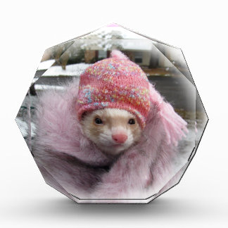 Ferret award, benefits rescue ferrets award