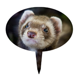 Ferret Cake Topper