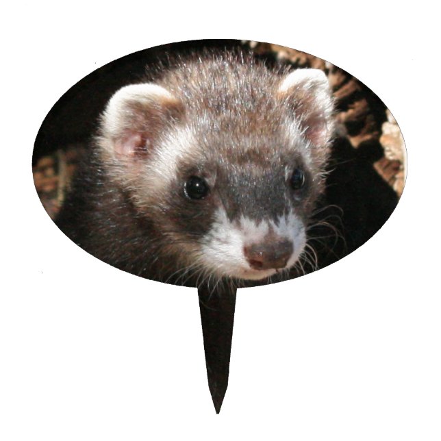 Ferret Cake Topper (Front)