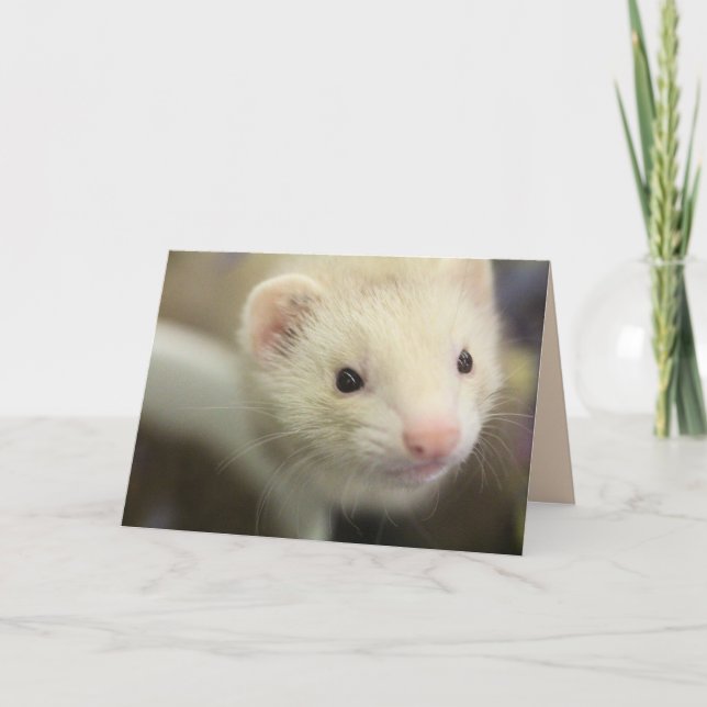 Ferret Card (Front)