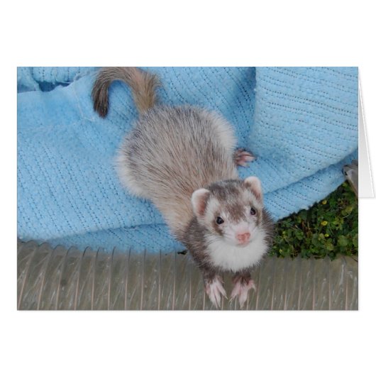 ferret cards (Front Horizontal)