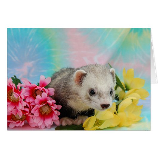 Ferret Cards (Front Horizontal)
