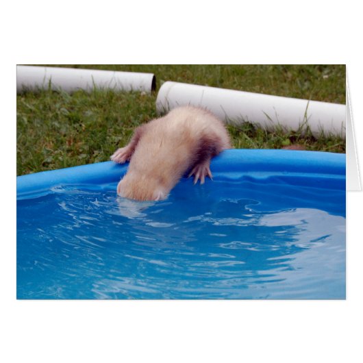 Ferret Cards (Front Horizontal)