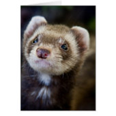 Ferret Cards (Front)