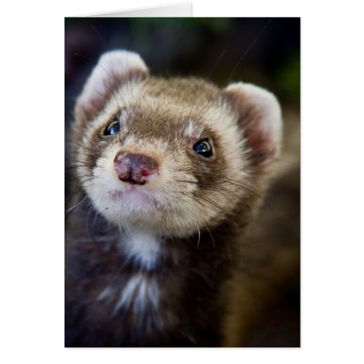 Ferret Cards (Front)