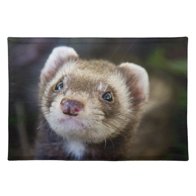 Ferret Cloth Placemat (Front)